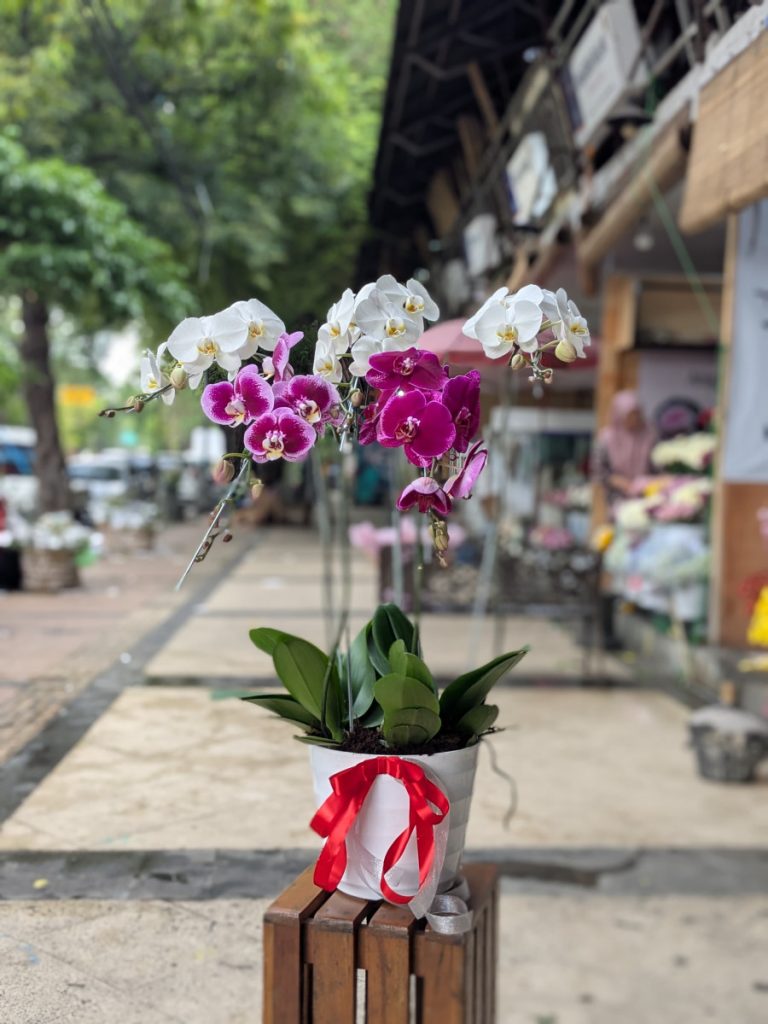 bunga anggrek ungu dan putih Demak